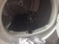 kittens - what are they like to live with
