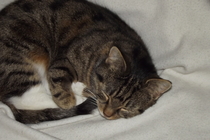To think my cat is a vision of loveliness?