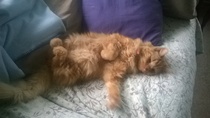 Cat photo thread of a different nature - come & play Catspotters!