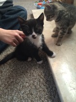 My kitten arrives on Saturday! (Squee).  NB: not a squirrel
