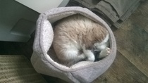 Cat photo thread of a different nature - come & play Catspotters!