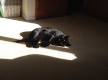 *Looking for a pet sitter Gillingham N.Dorset*