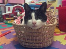 Cat photo thread of a different nature - come & play Catspotters!