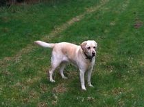 Labrador advise re weight