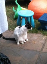 Cat photo thread of a different nature - come & play Catspotters!
