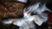 To think my cat is a vision of loveliness?