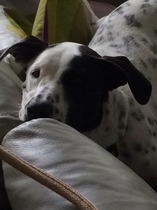 Dog bit dd last night ...