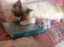 kittens - what are they like to live with