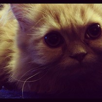 A few questions for knowledgeable cat people