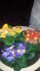 my primroses are dying!