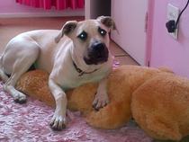 What breed do you think my dog is?