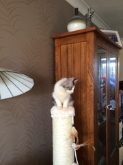 Just brought home new kitten!!