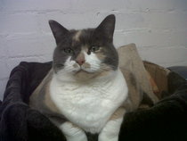 To not care that my cat craps in neighbours gardens