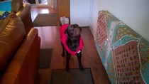 Labrador advise re weight