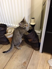 Getting first ever cat next week. What do I need to know??