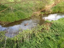 *Looking for a pet sitter Gillingham N.Dorset*