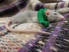 To feel ashamed that we had a rat living in the piano