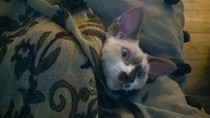 What kind of things do you do to pamper your cat?