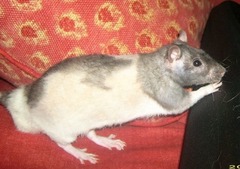 To feel ashamed that we had a rat living in the piano