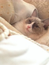 kittens - what are they like to live with