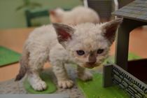 Cats with the Himalayan Gene