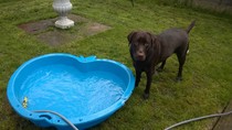 Labrador advise re weight