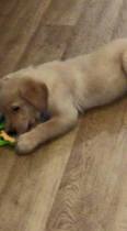 new puppy