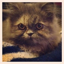 A few questions for knowledgeable cat people