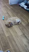 new puppy