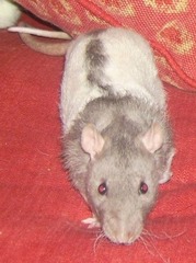 To feel ashamed that we had a rat living in the piano