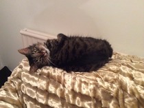 To think my cat is a vision of loveliness?