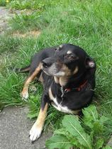 Missing Dog