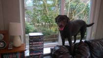 Labrador advise re weight