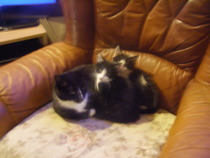 kittens - what are they like to live with