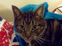 To think my cat is a vision of loveliness?
