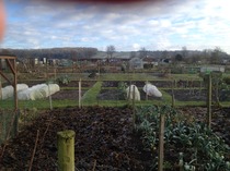 The 2015 Allotment / Veg Patch Thread - it's here!