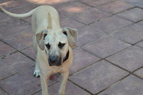 What breed do you think my dog is?
