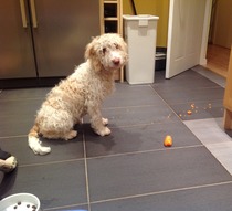 Cockapoo / a poodle, etc