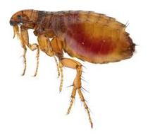 to settle an argument - flea or carpet beatle