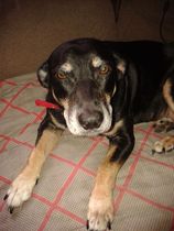 Missing Dog