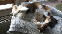 To think my cat is a vision of loveliness?