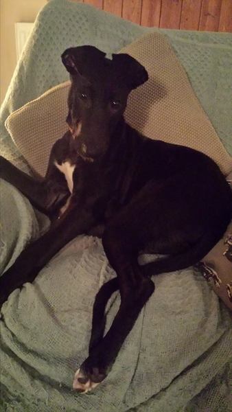 Help - a Lovely but heavily pregnant Lurcher turned up at my door today