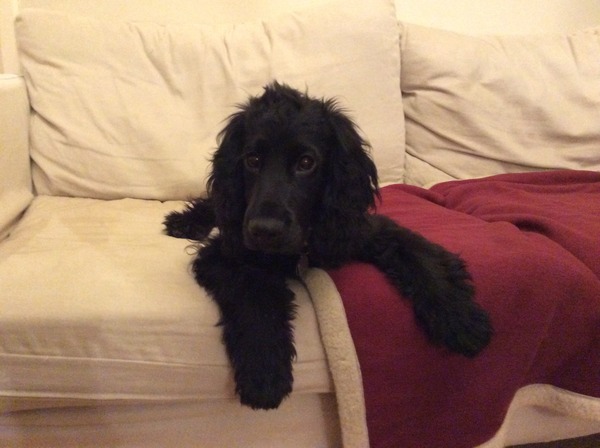 First ever dog - smallish spaniel for young family?