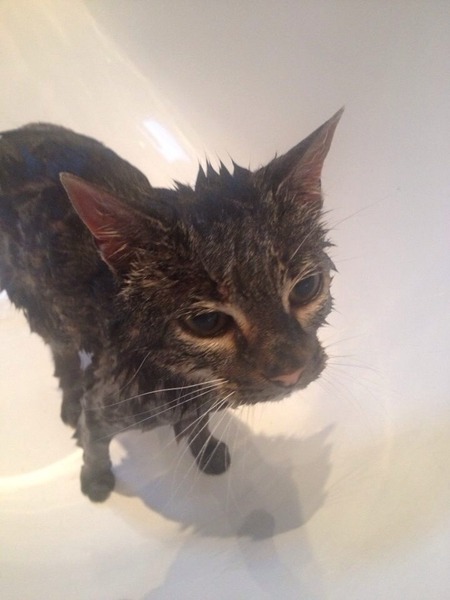 To bath the cat! Has been staying at a smokers house