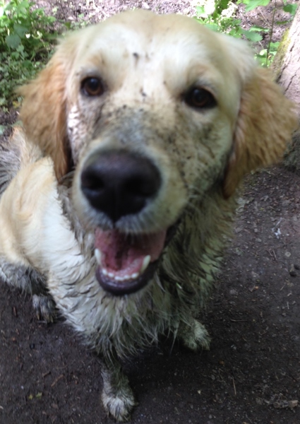 Thinking about a golden retriever.
