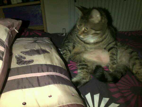 To find the cat vigorously washing itself next to me gross