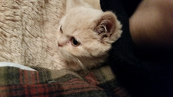 New kitten... advice please.