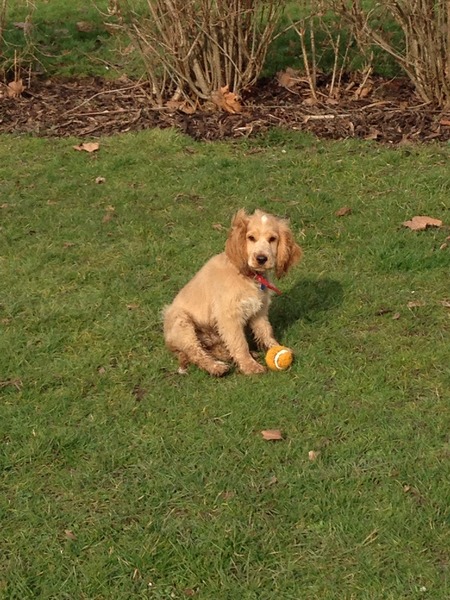 First ever dog - smallish spaniel for young family?