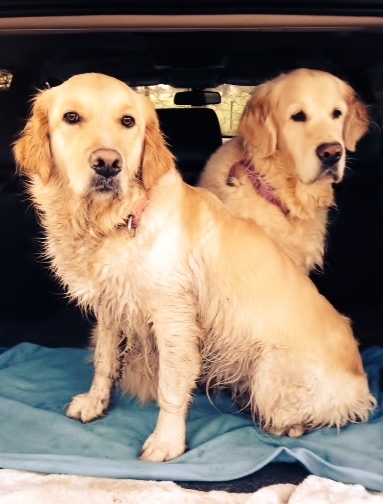 Thinking about a golden retriever.