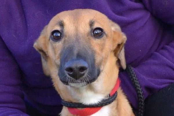 Does anyone want to help me find a new hound ?